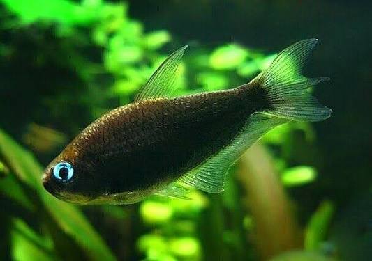 Black Palmeri Tetra