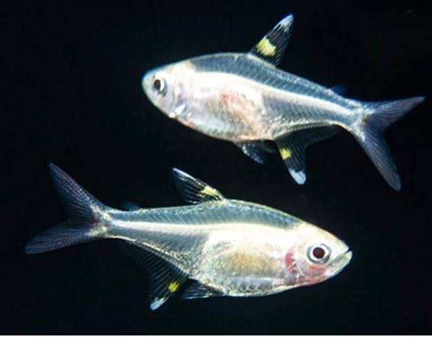 Albino Pristella Tetra