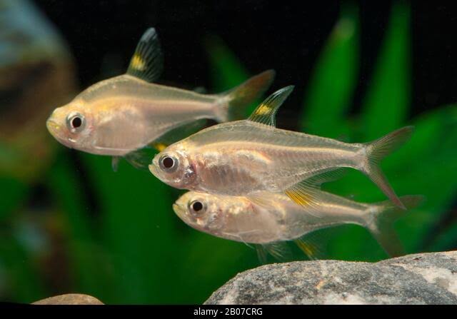 Albino Pristella Tetra