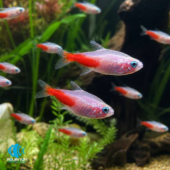 Albino Neon Tetra