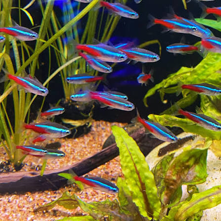 Neon Tetra [ Jumbo ]