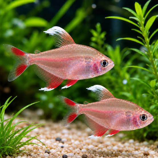 White Fin Tetra
