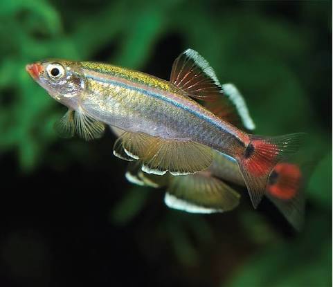 White cloud mountain minnow