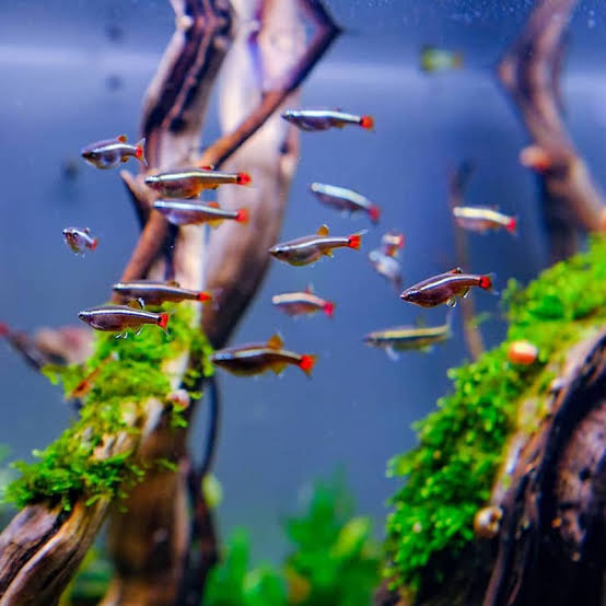 White cloud mountain minnow