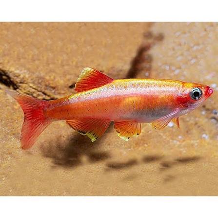 Golden Mountain Minnow