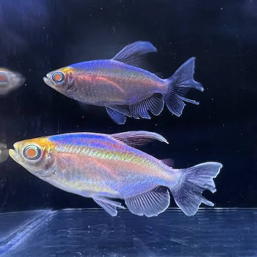 Albino Congo Tetra