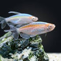 Albino Congo Tetra