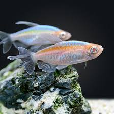 Albino Congo Tetra