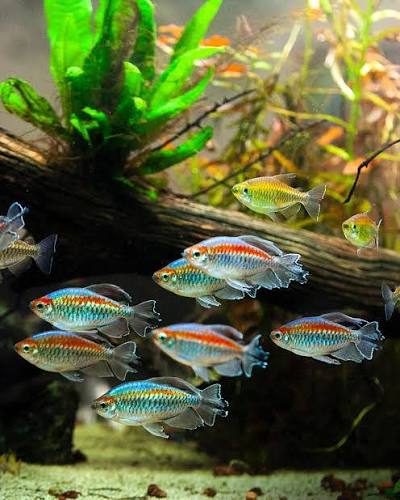 Congo Tetra