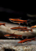 Red Pencil Tetra