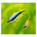 Emperor Tetra