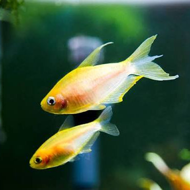 Golden Emperor Tetra