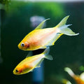 Golden Emperor Tetra
