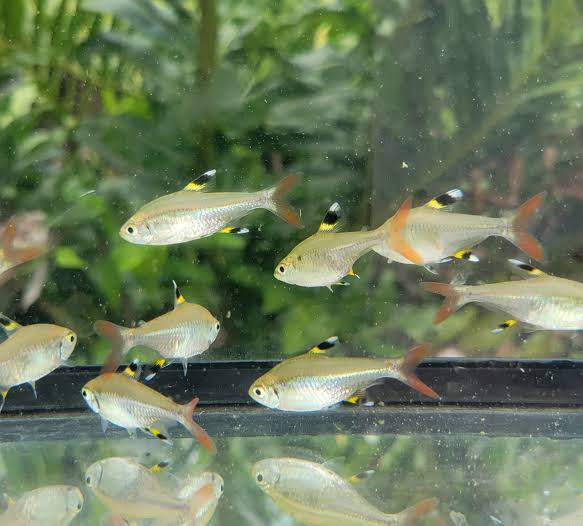 Pristella Tetra