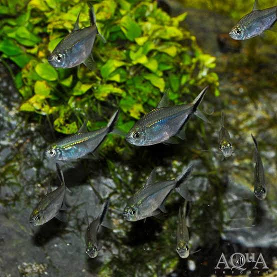 Costa Tetra