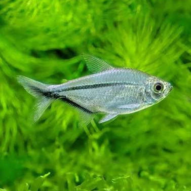 Costa Tetra