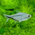 Costa Tetra