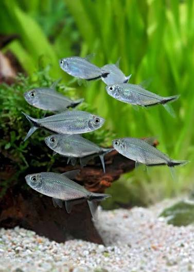 Costa Tetra
