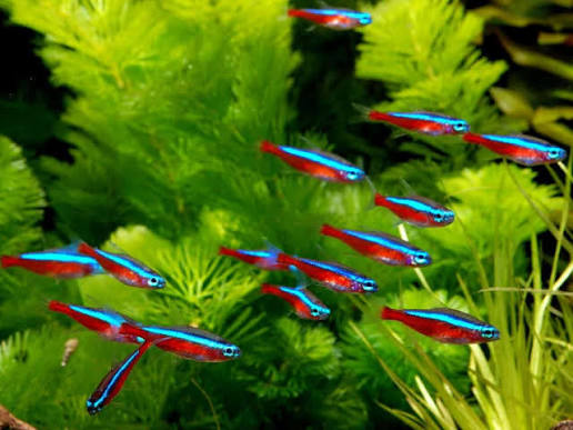 Cardinal Tetra [ Large ]