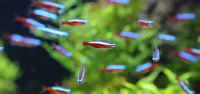 Cardinal Tetra XL