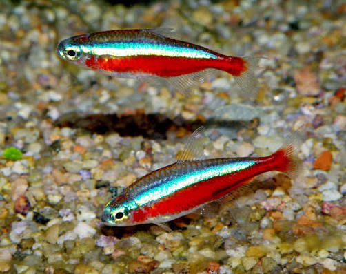 Cardinal Tetra XL