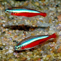 Cardinal Tetra [ Large ]