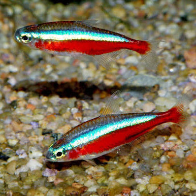 Cardinal Tetra [ Large ]