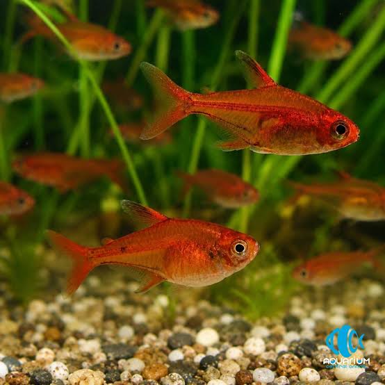Ember Tetra (IMP)