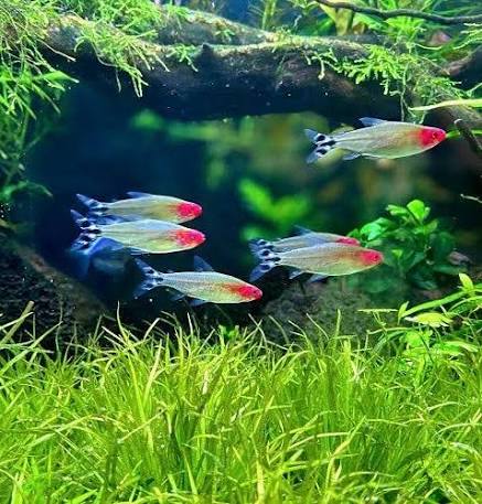 Rummy Nose Tetra