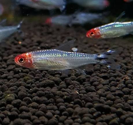 Rummy Nose Tetra