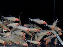 Rummy Nose Tetra