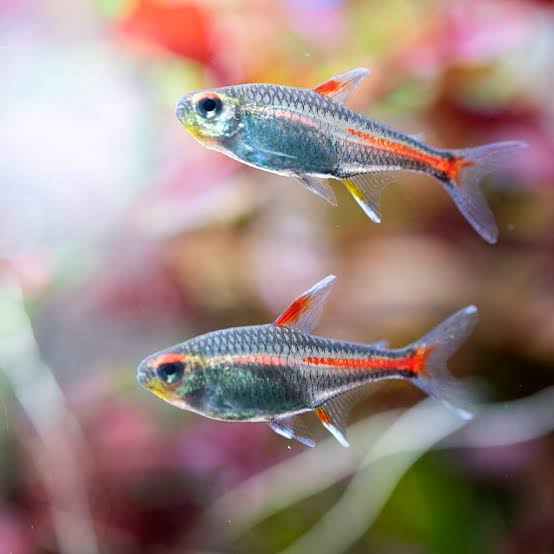 Glowlight Tetra