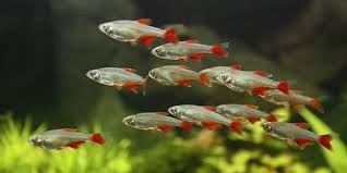 Glass Bloodfin Tetra