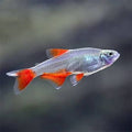 Glass Bloodfin Tetra