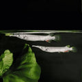 Platinum Halfbeak