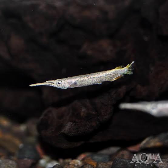 Platinum Halfbeak