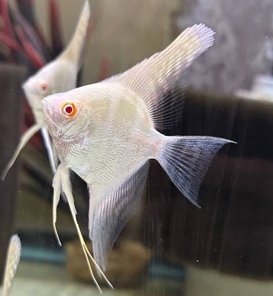 Albino Platinum