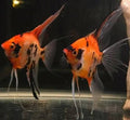 Super Red Koi Veiltail