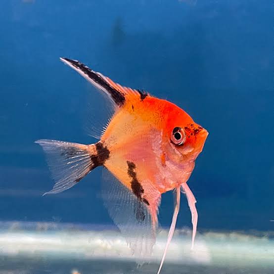 Super Red Koi Veiltail