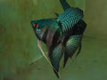 Green pinoy angel