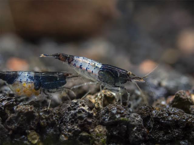 Black Rilli Shrimp