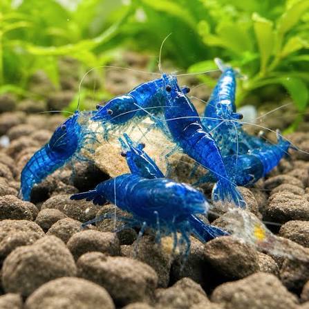 Dream Blue Shrimps