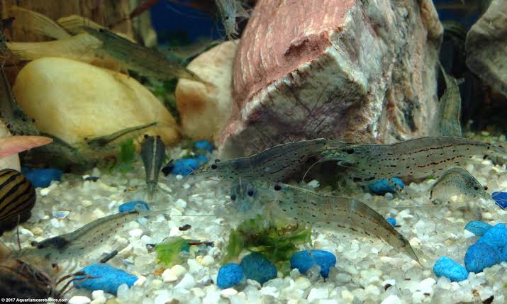 Amano Shrimp
