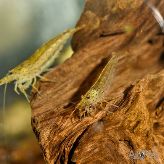 Amano Shrimp