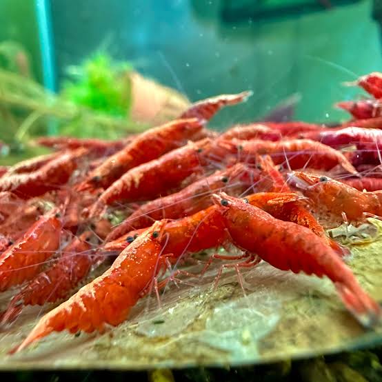 Red Shrimp