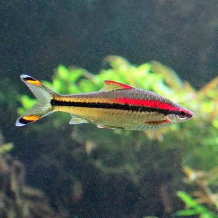 Denison Barb