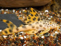 L-075 Para Pleco
