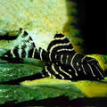 L-204 Flash Pleco