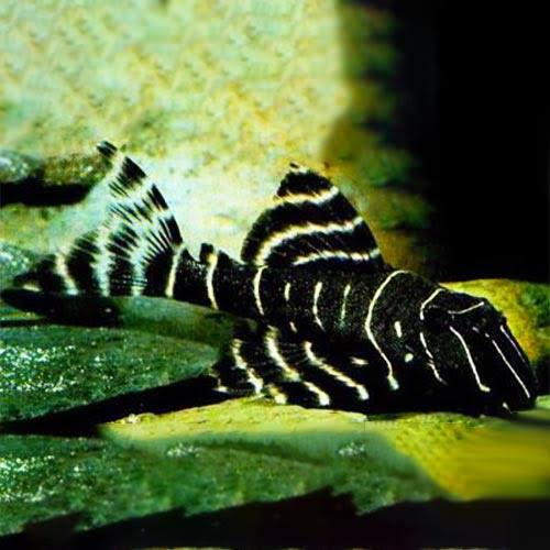 L-204 Flash Pleco