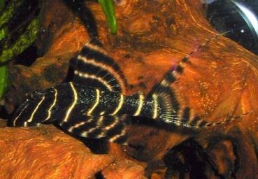 L-204 Flash Pleco